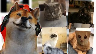 Download lagu ANJ!NG REACTION VIDEO LUCU KUCING #TAWAOBIT mp3