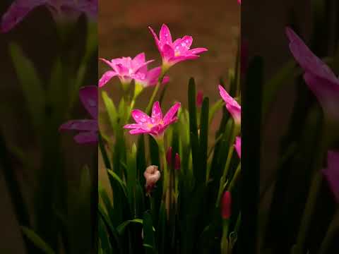 viral # shorts # video 📷🫰🌷💐