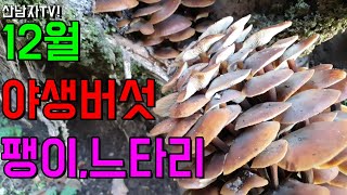 12월 야생버섯 팽이버섯 느타리버섯 ~해발200 낮은 야산 공략! 산남자 산행 자연 건강 항암 약초 능이 송…