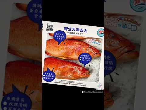 今日 #沙巴山打根 #野生深海七星斑