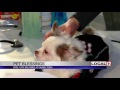 Dogs Cats Welcomed At Church For Pet Blessings
