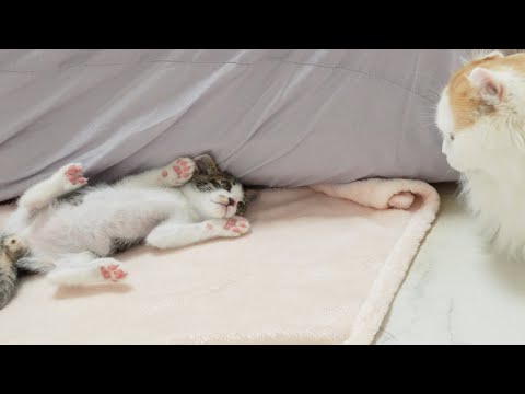 The end of a Kitten that had teased Older Brother Cat without Fear │ Episode.2