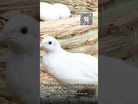 Gà Rutin 7-20 Ngày Tuổi Màu Đẹp Giá Rẻ 25.000đ/Con - Mua Ngay!