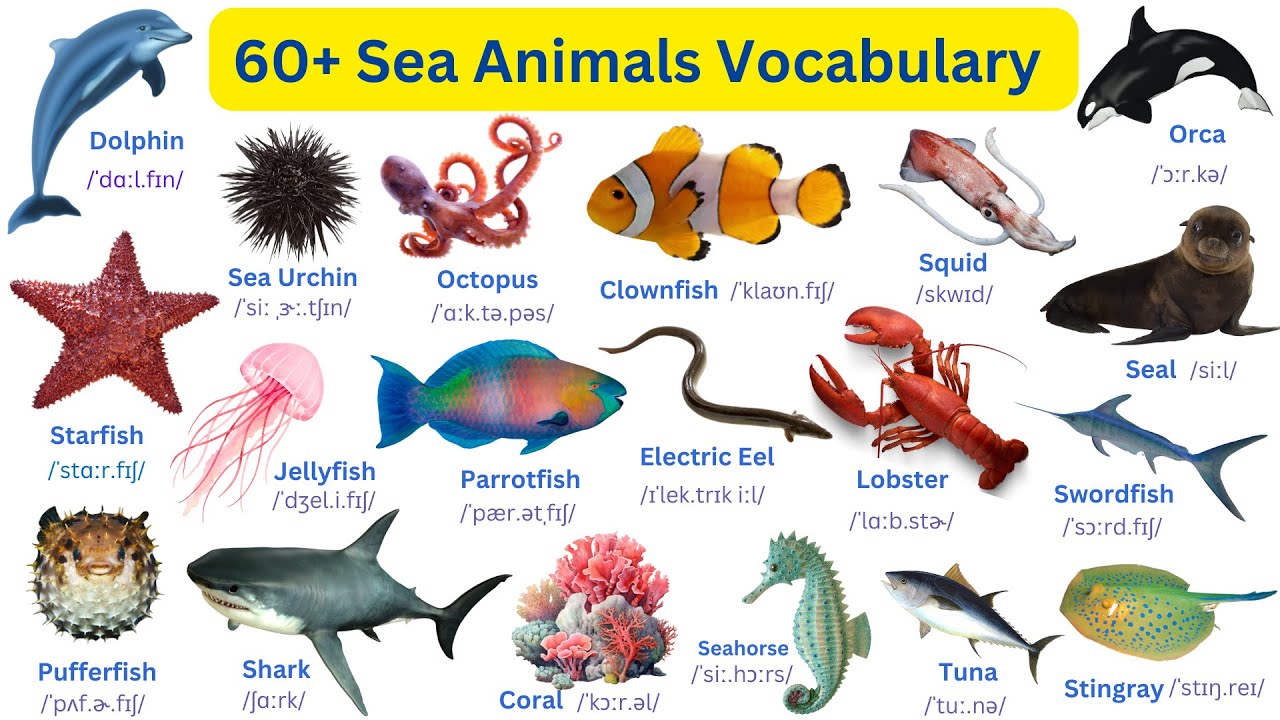 Learn Amazing Sea Animals Names in English