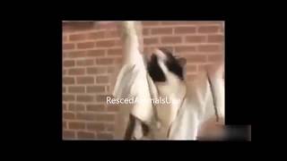 Helly Luv &amp; Ardian Bujupi - GUNS &amp; ROSES