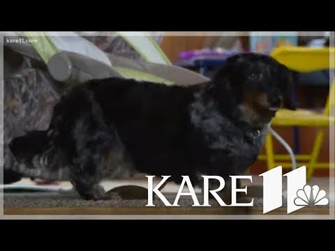 YouTube video about: How long can a lost dog survive in the cold?