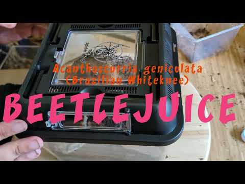 Beetlejuice - Rehouse (13/08/24)
