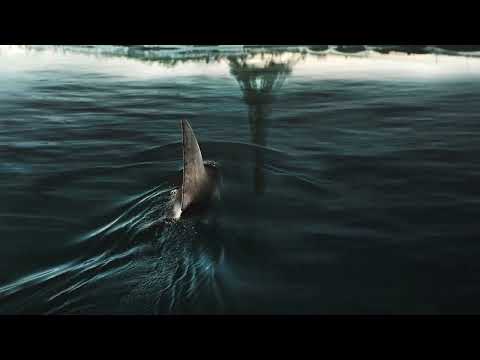 Sous la Seine - Les Petits Poissons Dans L'Eau