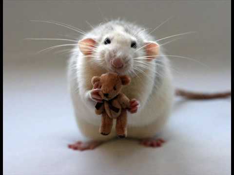 Miki miška (otroška pesmica)