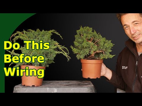 Prepare Juniper for Bonsai Wiring