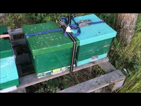 Rundgang über Belegstelle & aus dem Grund ist die Belegstelle so ideal für Beagttungen 22.06.2023