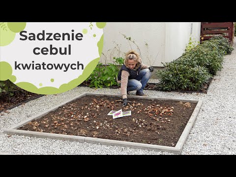 Sadzenie cebul kwiatów na ostatnią chwilę - to się opłaca!