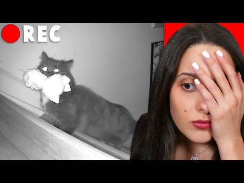 SPIAMO IL NOSTRO GATTO DALLE TELECAMERE NASCOSTE!!