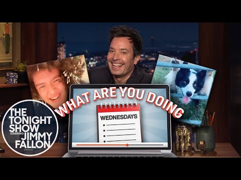 水曜日は何をしているの？Q-Tip TikTok、フォトジェニックな犬 (What Are You Doing Wednesdays: Q-Tip TikTok, Photogenic Dog)