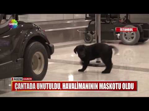 Çantada unutuldu, havalimanının maskotu oldu