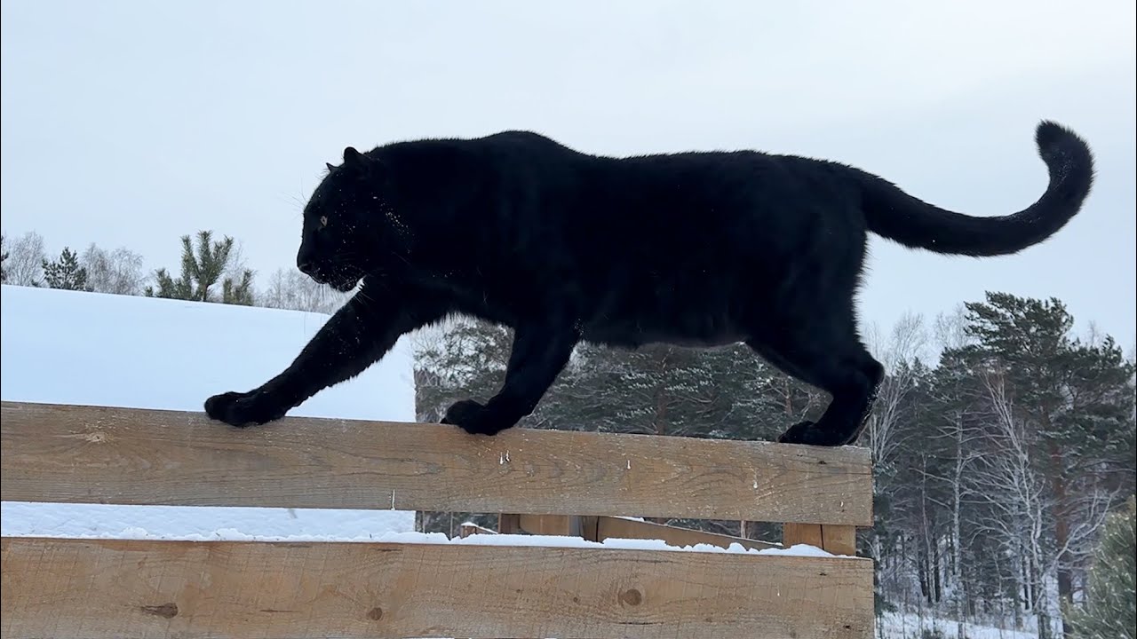 Luna the panther is hunting for lard 😂(ENG SUB)