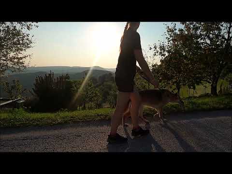 go the dog ran in the road #dog