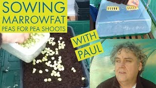 Sowing Marrowfat Peas for Pea Shoots January 2019