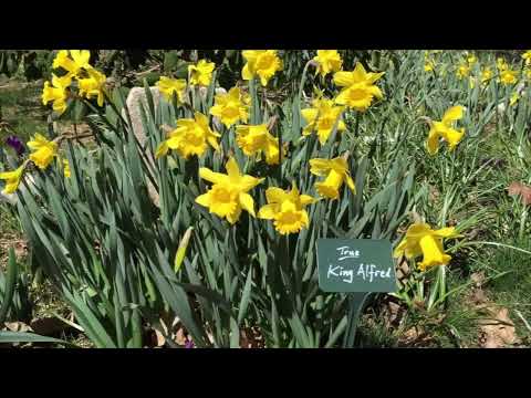 The Myth of the King Alfred Daffodil