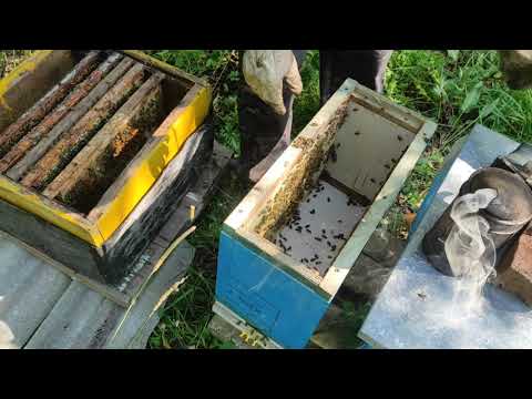 Пчеловодство.Будни пчеловода. Срочно расширяю июльские отводки! #Пчеловодство #пчёлы #отводки