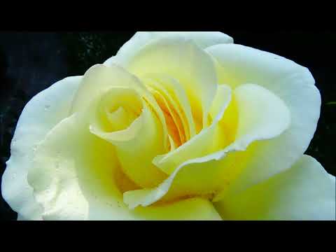 Cliff Richard & The Shadows - Summer Holiday 1963