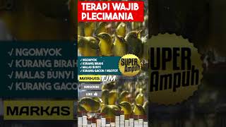 Download lagu Terapi Wajib Plecimania penggacor Pleci, menaikan Birahi Disertai Suara Pleci Betina mp3 Download lagu Terapi Wajib Plecimania penggacor Pleci, menaikan Birahi Disertai Suara Pleci Betina mp3