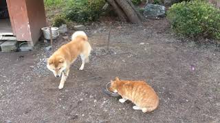 猫にエサを奪われ困り果てる犬にクッソワロタwww