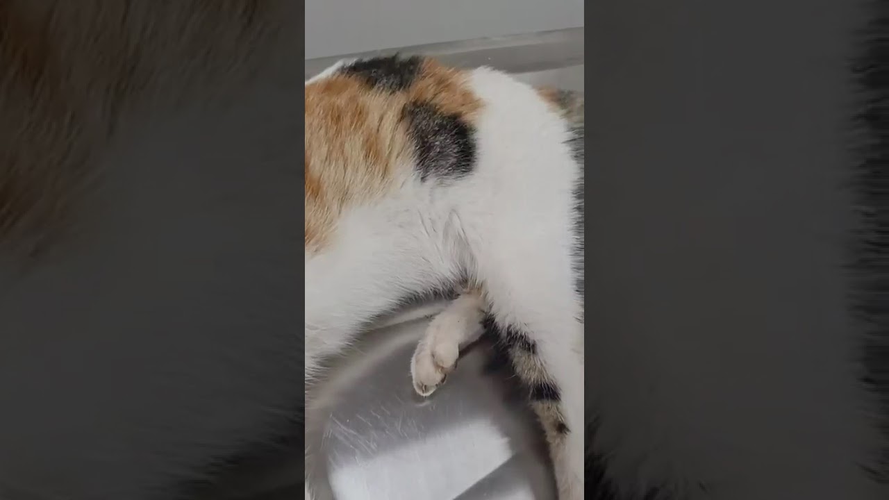 Fadik video