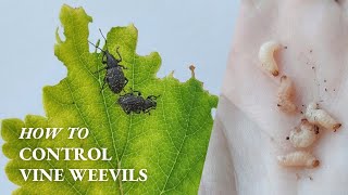 How To Get Rid Of Vine Weevils Without Pesticides - Both Adults and Grubs