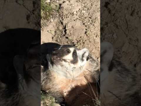 Catching a Wild Badger with a baby blanket