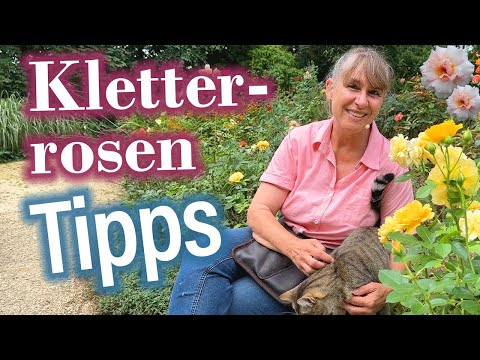 Für Liebhaber von KletterROSEN: So wachsen sie am aller schönsten! [Pflege- und Schnitt-Anleitung]