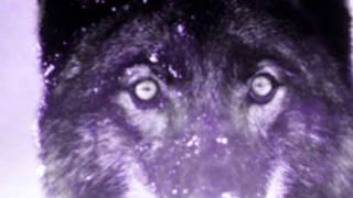 Motörhead In the Year of the Wolf....wmv