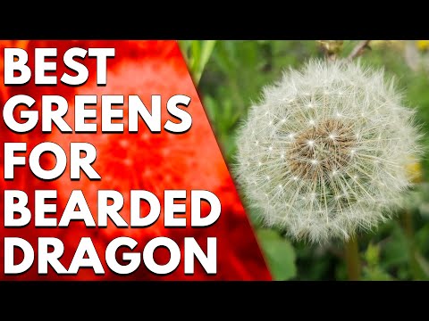 Collard Greens For Bearded Dragon