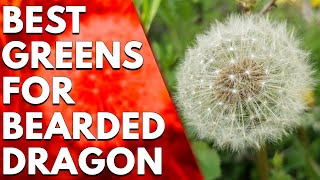 Best Greens for Bearded Dragon: Our Top Picks