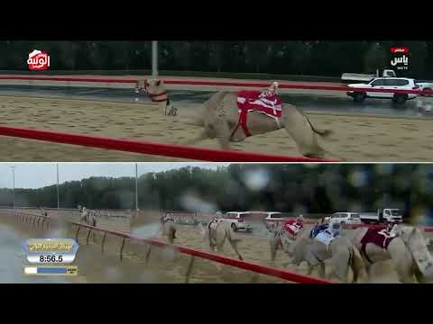 ش 8 (الشاهينيه) لـ هجن العاصفة 12:20:02 ، ختامي المرموم 2026/03/31 ثنايا