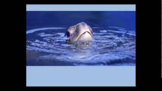 Carl Safina: The oil spill's unseen culprits, victims