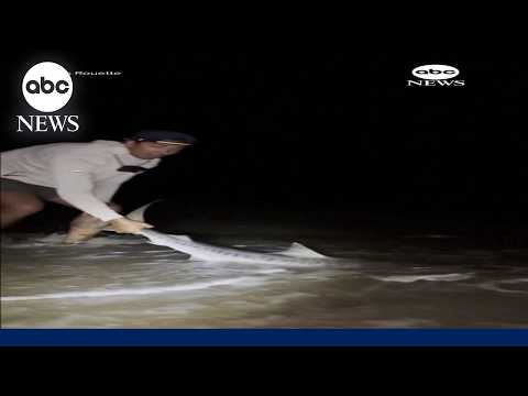 Tiger shark caught in New England waters sparks concern