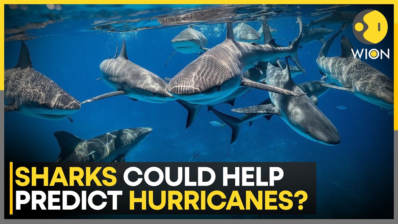 Scientists To Turn Sharks Into Ocean Sensors: Ocean Predators Join Hurricane Research | WION News