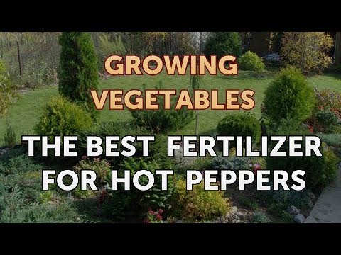 When to Pick Hungarian Hot Wax Peppers