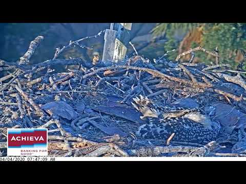 Home alone,  4/4/20 - Achieva osprey nest