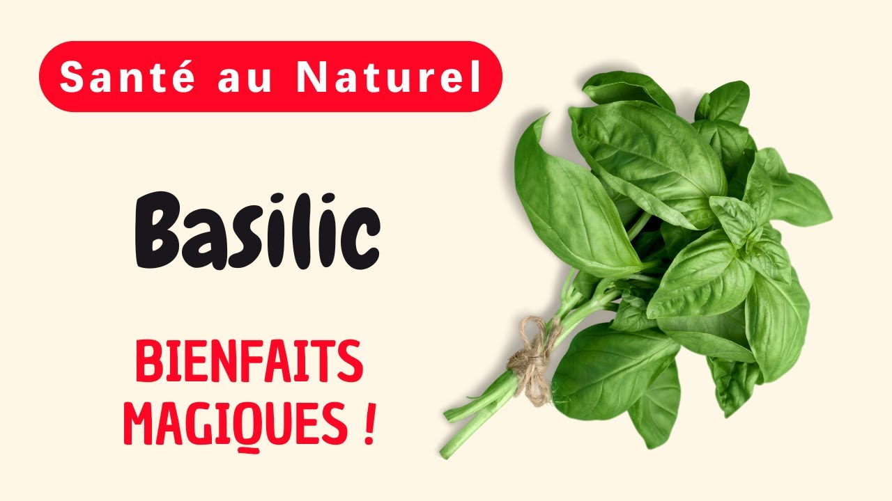 Pourquoi le Basilic Est-il Considéré comme une Plante Miraculeuse pour une Santé de Fer ?