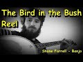 The Bird in The Bush Reel. Shane Farrell Banjo