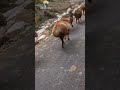 This Goat Has The Biggest Butt In The World