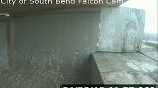preview picture of video 'City of South Bend Falcon Cam'