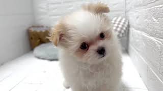 ハーフ犬の動画01