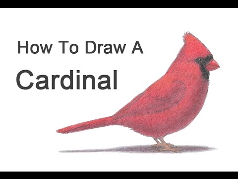 How to Draw a Cardinal