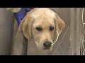 Canine Parvovirus