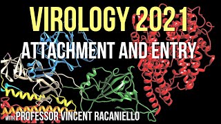 Virology Lectures 2021 #5 - Attachment and entry
