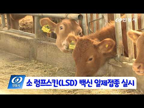 [안동 현장 리포트] 6월 2일, 소 럼프스킨(LSD) 백신 일제접종 실시