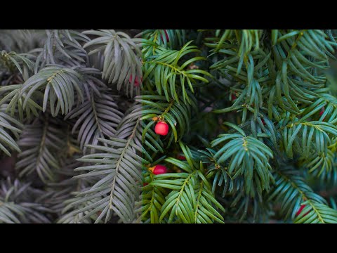 Darktable Episode 76: Revisiting channel mixer